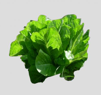 生菜蔬菜SU模型下载_sketchup草图大师SKP模型