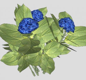 蓝色大叶绣球花植物SU模型下载_sketchup草图大师SKP模型
