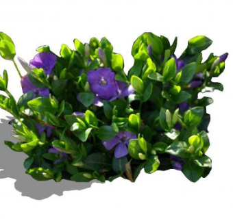 小蔓长春花植物SU模型下载_sketchup草图大师SKP模型