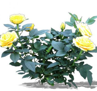 黄玫瑰灌木SU模型下载_sketchup草图大师SKP模型