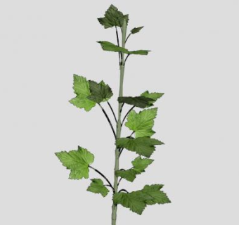 红醋栗灌木SU模型下载_sketchup草图大师SKP模型