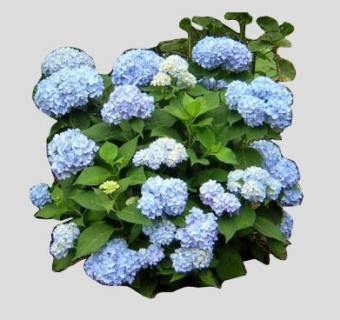 2D蓝色绣球花SU模型下载_sketchup草图大师SKP模型