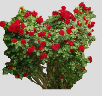 红玫瑰灌木sketchup模型下载_sketchup草图大师SKP模型