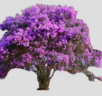 2D紫薇灌木植物SU模型下载_sketchup草图大师SKP模型