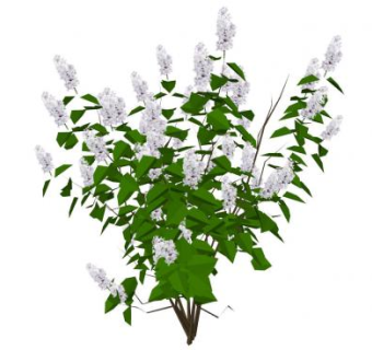 白色丁香花植物SU模型下载_sketchup草图大师SKP模型