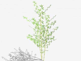 竹类植物SU模型下载_sketchup草图大师SKP模型