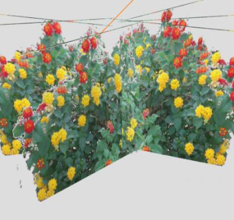 马缨丹灌木植物SU模型下载_sketchup草图大师SKP模型
