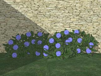 庭院中的紫色绣球花SU模型下载_sketchup草图大师SKP模型