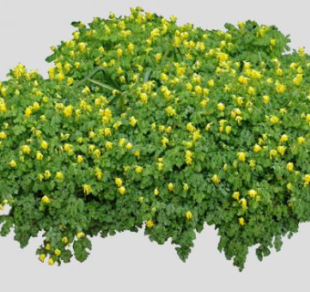 2D紫堇属植物SU模型下载_sketchup草图大师SKP模型