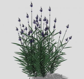薰衣草观赏植物SU模型下载_sketchup草图大师SKP模型