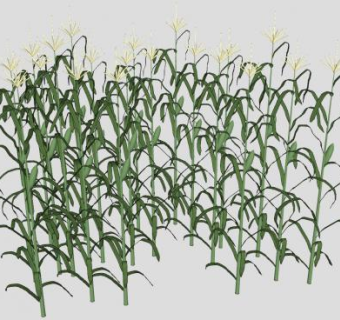 玉米地SU模型下载_sketchup草图大师SKP模型