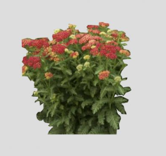 红色蓍草草本植物SU模型下载_sketchup草图大师SKP模型