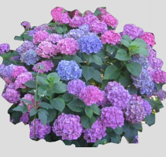 2D紫色绣球花植物SU模型下载_sketchup草图大师SKP模型