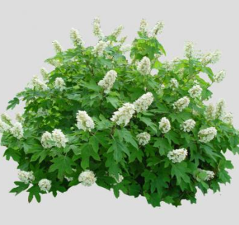 2D白色绣球花植物SU模型下载_sketchup草图大师SKP模型