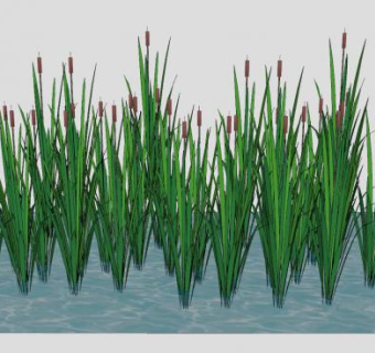 湿地香蒲SU模型下载_sketchup草图大师SKP模型