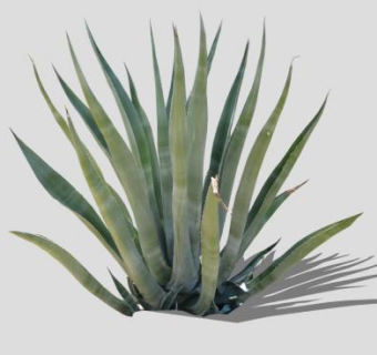 2D草本龙舌兰SU模型下载_sketchup草图大师SKP模型