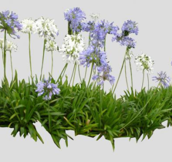 白紫色百子莲植物SU模型下载_sketchup草图大师SKP模型