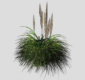 观赏草本植物sketchup模型下载_sketchup草图大师SKP模型