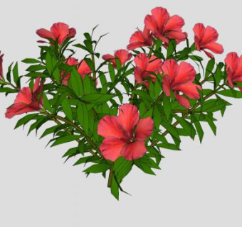 扶桑花灌木植物SU模型下载_sketchup草图大师SKP模型
