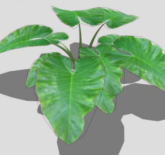 海芋属植物SU模型下载_sketchup草图大师SKP模型