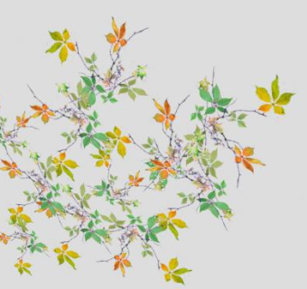 五叶爬山虎植物SU模型下载_sketchup草图大师SKP模型