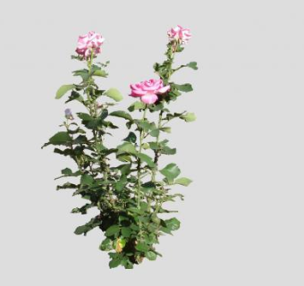 2D粉玫瑰灌木SU模型下载_sketchup草图大师SKP模型