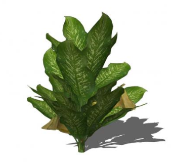 广东万年青植物SU模型下载_sketchup草图大师SKP模型