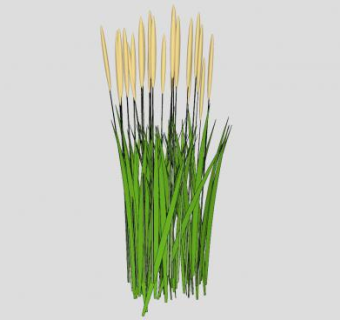 羽毛芦苇草植物sketchup模型下载_sketchup草图大师SKP模型