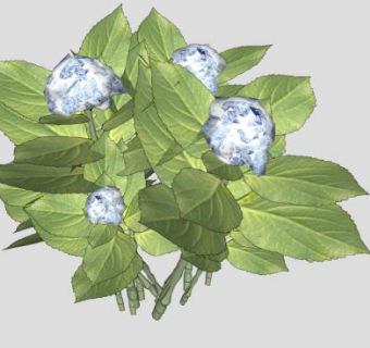 3D绣球花花属植物SU模型下载_sketchup草图大师SKP模型