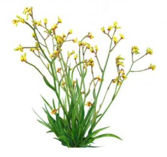 黄色袋鼠爪植物SU模型下载_sketchup草图大师SKP模型