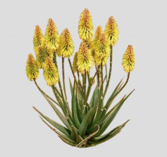 芦荟属植物SU模型下载_sketchup草图大师SKP模型