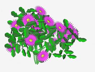 紫雏菊植物SU模型下载_sketchup草图大师SKP模型