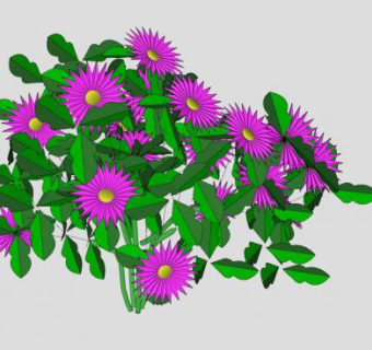 紫雏菊植物SU模型下载_sketchup草图大师SKP模型