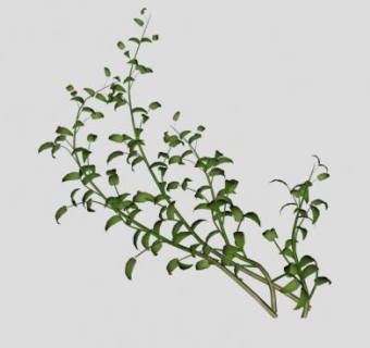 常春藤植物sketchup模型下载_sketchup草图大师SKP模型