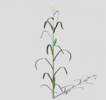 玉米植物SU模型下载_sketchup草图大师SKP模型