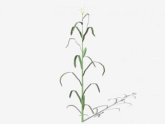玉米植物SU模型下载_sketchup草图大师SKP模型