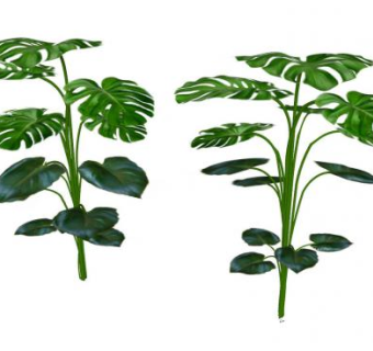 龟背芋植物SU模型下载_sketchup草图大师SKP模型