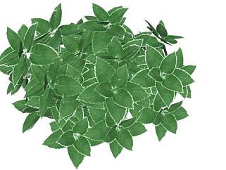 绿色的灌木植物SU模型下载_sketchup草图大师SKP模型