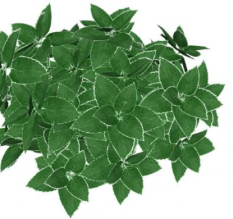 绿色的灌木植物SU模型下载_sketchup草图大师SKP模型