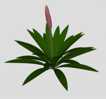 观赏草本植物SKP模型下载_sketchup草图大师SKP模型