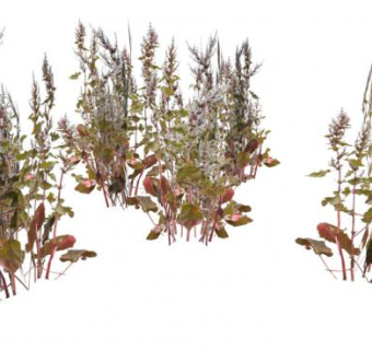 户外草本植物SU模型下载_sketchup草图大师SKP模型
