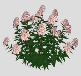 粉绣球灌木植物SU模型下载_sketchup草图大师SKP模型