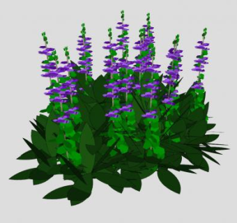 紫色的鼠尾草SU模型下载_sketchup草图大师SKP模型
