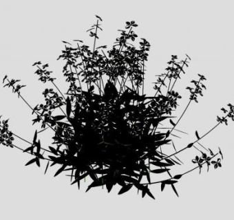 山桃草草本植物SU模型下载_sketchup草图大师SKP模型