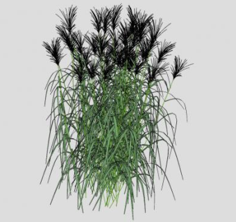 芒草植物SU模型下载_sketchup草图大师SKP模型