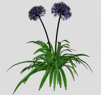 百子莲植物SU模型下载_sketchup草图大师SKP模型