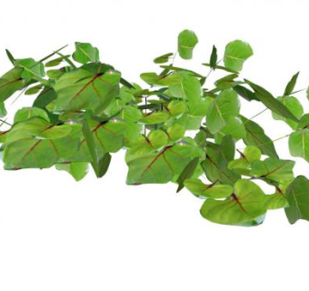 常绿绿叶植物sketchup模型下载_sketchup草图大师SKP模型