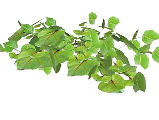 常绿绿叶植物sketchup模型下载_sketchup草图大师SKP模型