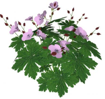 天竺葵植物SU模型下载_sketchup草图大师SKP模型