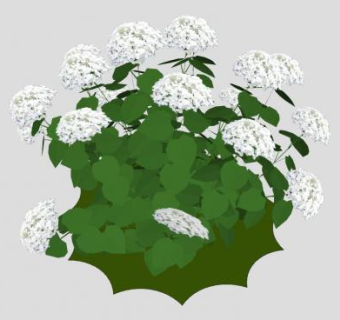 白绣球花灌木SU模型下载_sketchup草图大师SKP模型